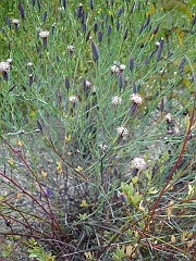 porophyllum gracile